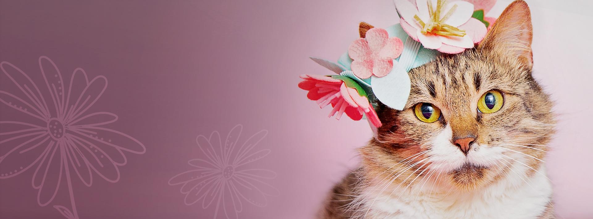 Cat wearing flowers on top of its head