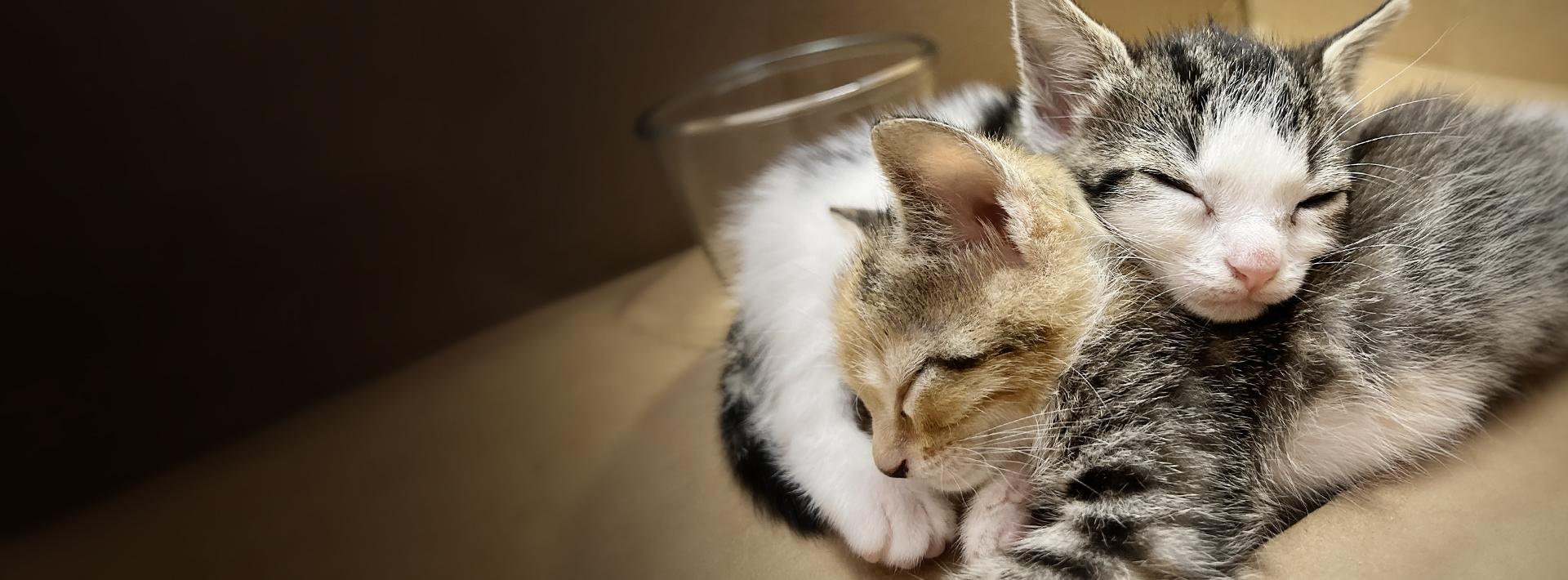 A pair of kittens sleeping snuggled next to each other