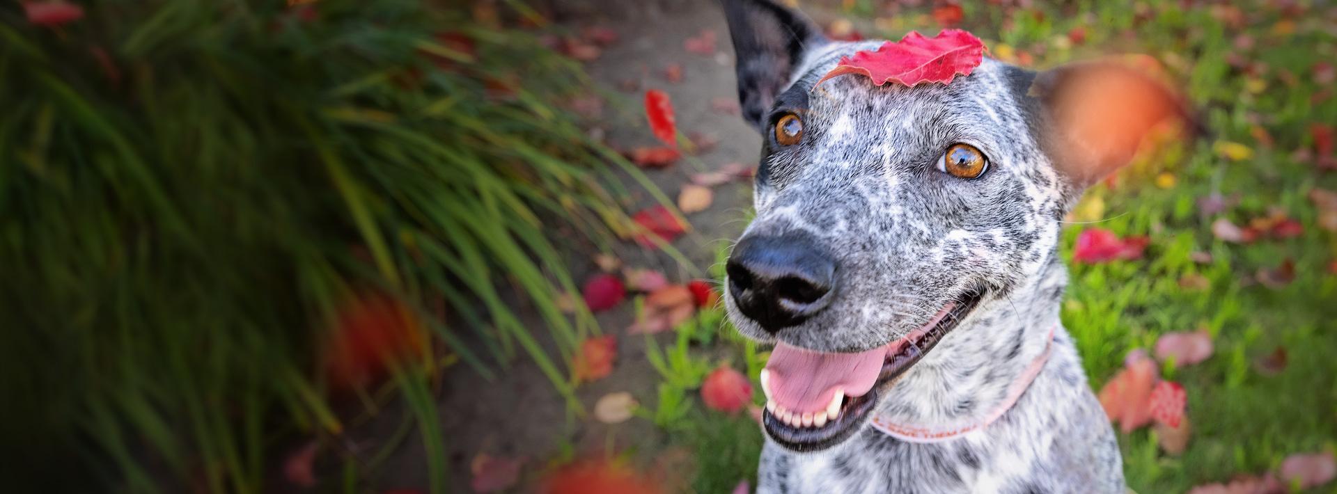 Smiling black and white heeler type dog with red leaf on top of head