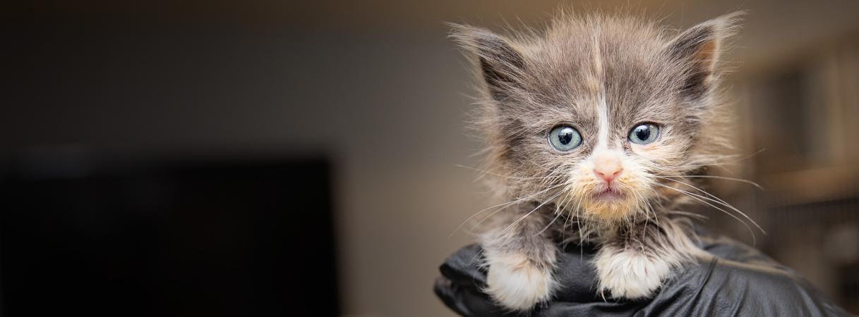 Persephone the gran and white kitten being held by a black-gloved hand