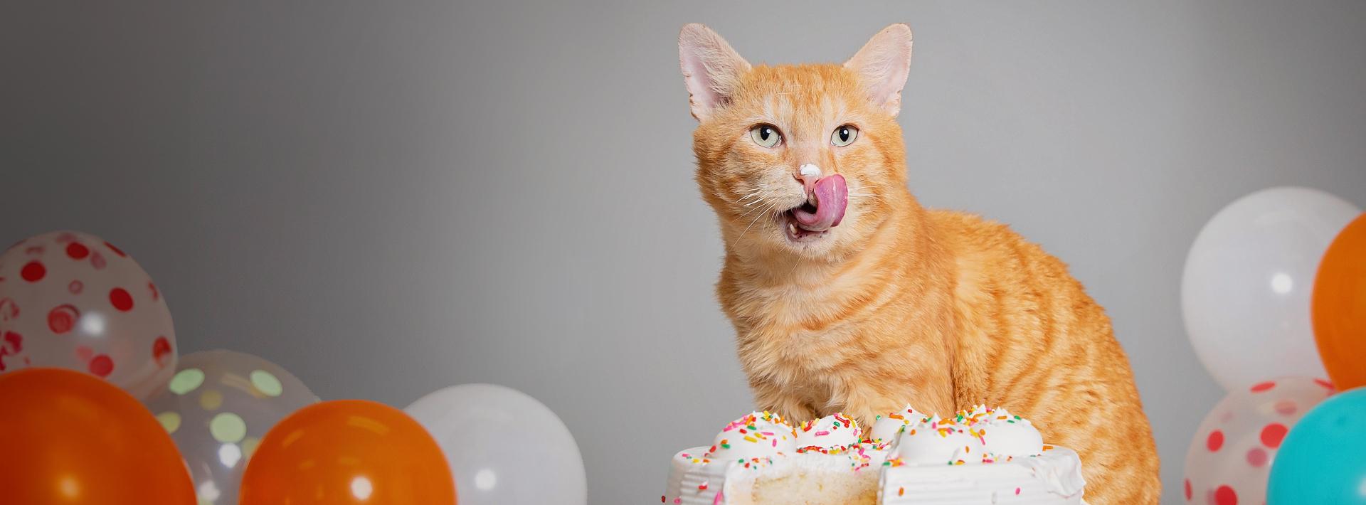 Cat licking lips from eating icing from a cake, surrounded by balloons