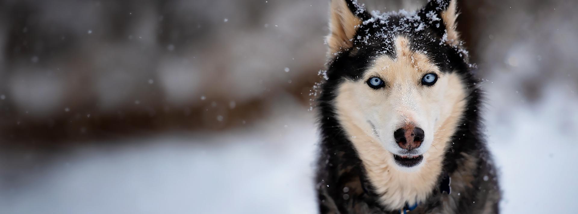 Husky face with snow in the background