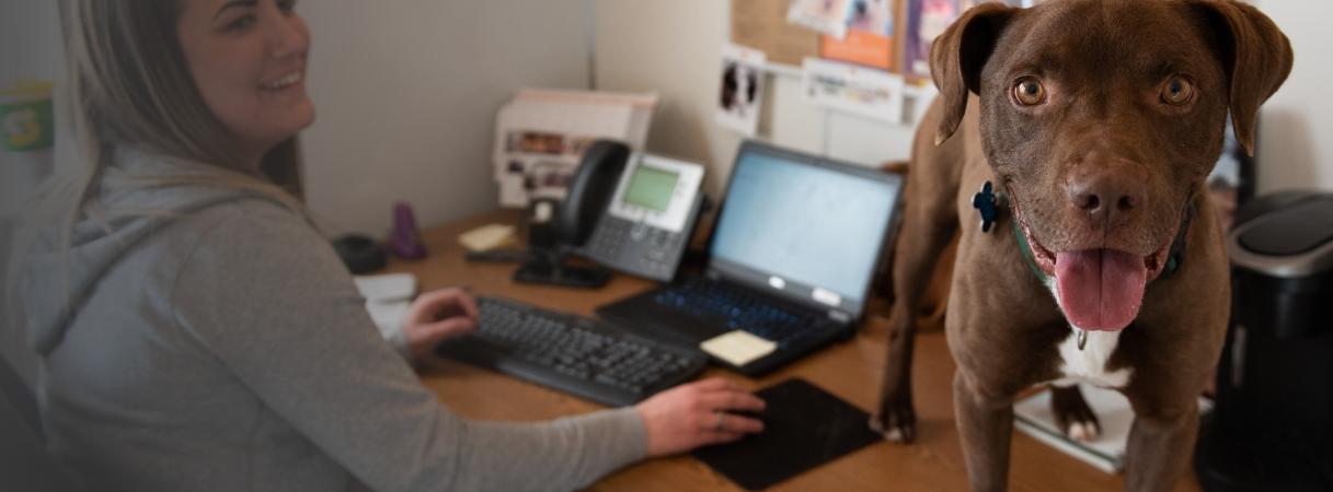 Brown dog standing on the desk with a woman working on a computer
