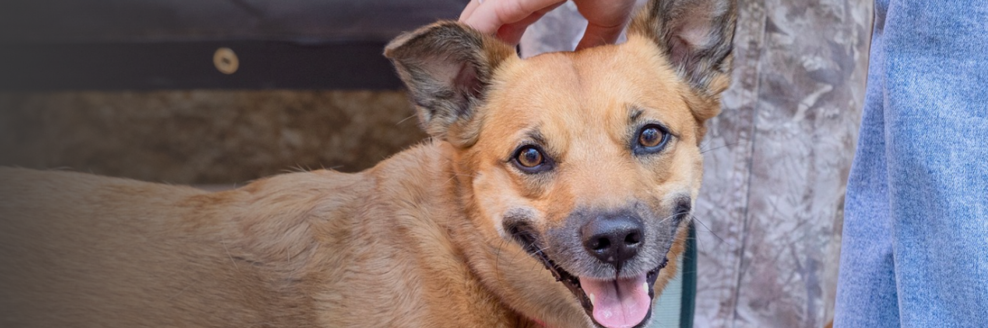A brown dog looking at the camera while a hand pets him