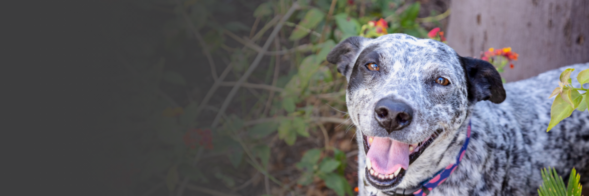 A white and black spotted dog outside 