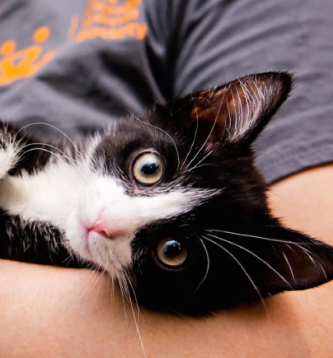 Person wearing a Best Friends T-shirt holding a tuxedo cat