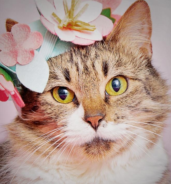 Cat wearing flowers on his head