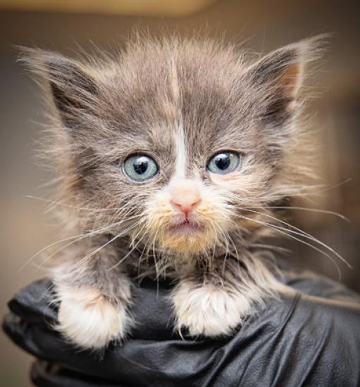 Persephone the gran and white kitten being held by a black-gloved hand