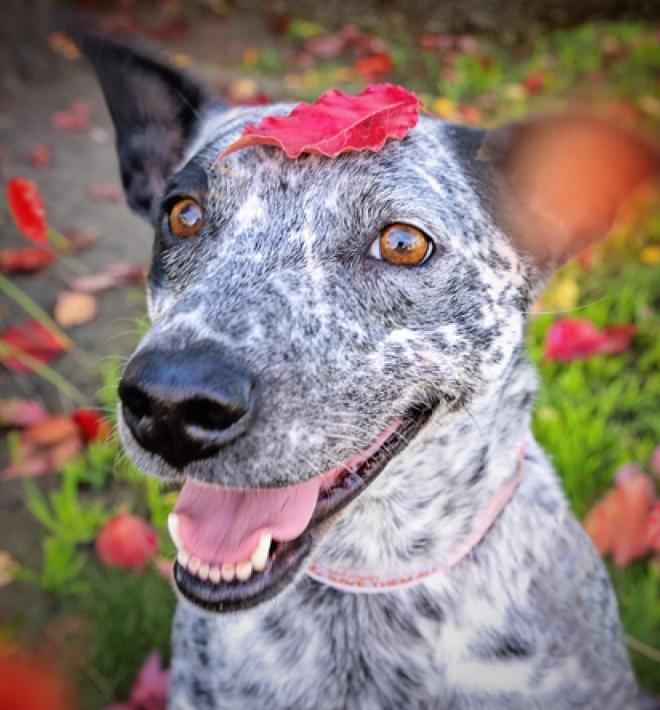 Smiling black and white heeler type dog with red leaf on top of head