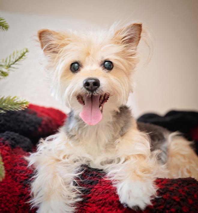Small white dog smiling with tongue out on a red and black blanket