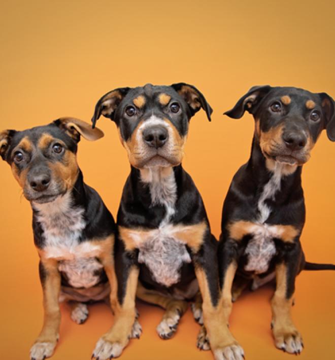 Three puppies with an orange background