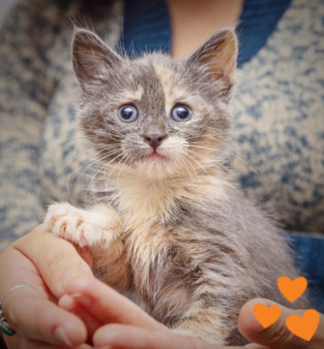 Person holding a dilute calico kitten with orange heart graphics