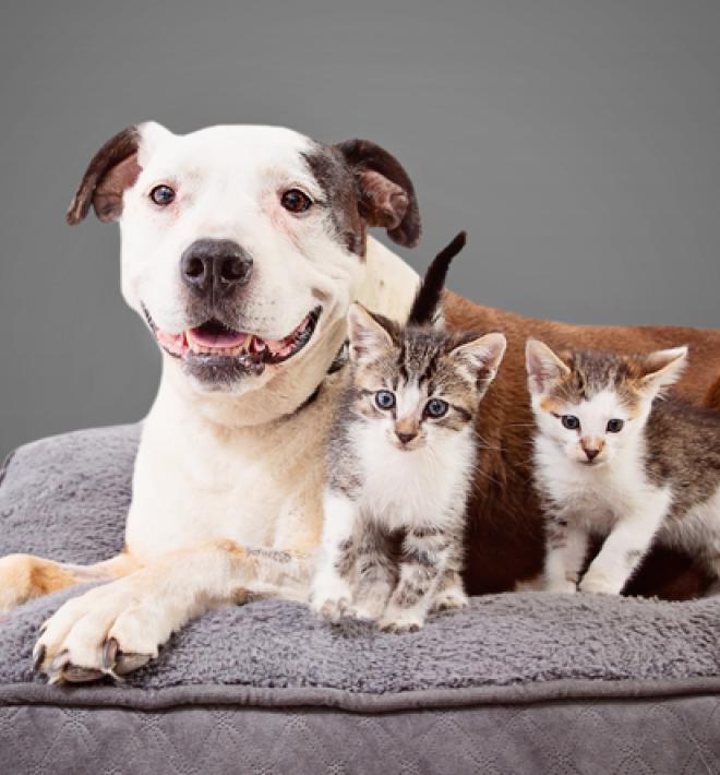Smiling white and brown dog lying next to two kittens