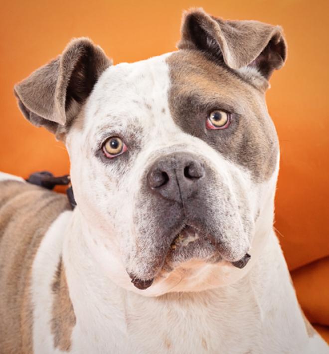Hulk, a large brown and white dog, on an orange couch