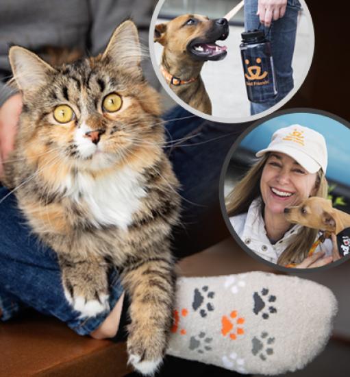 Collage of three photos: cat with a person wearing paw print socks, dog sniffing person wearing Best Friends hatdog and person holding water bottle, and 