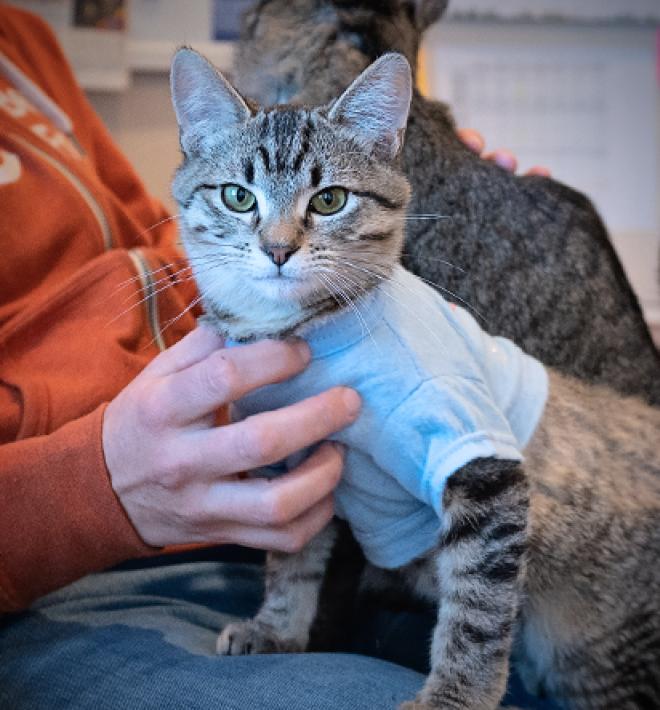 Person wearing an orange top with a tabby kitten wearing a shirt on his or her lap