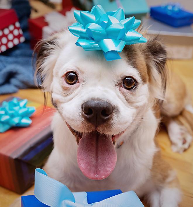 Smiling dog surrounded by gifts with a light blue bow on his head