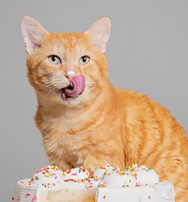 Cat licking lips from eating icing from a cake