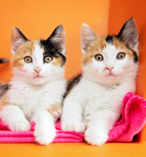 Two kittens sitting side-by-side on a pink blanket