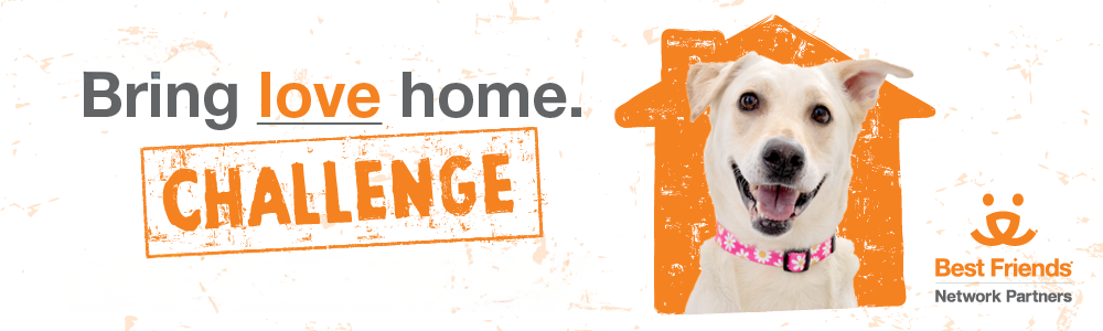 Bring Love Home Challenge banner with dog in a house