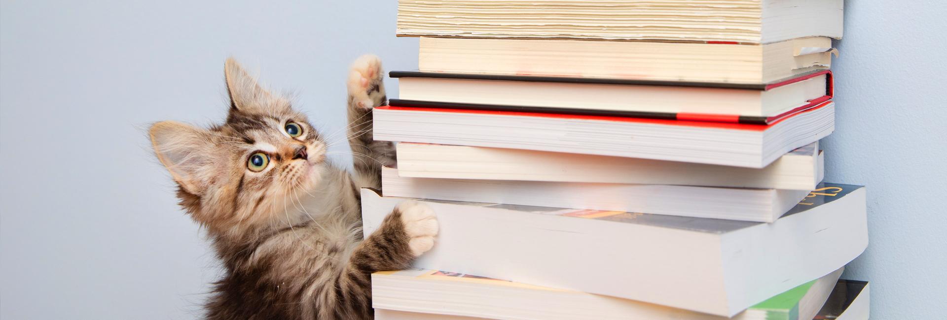 Tiny kitten putting its front paws on a stack of text books