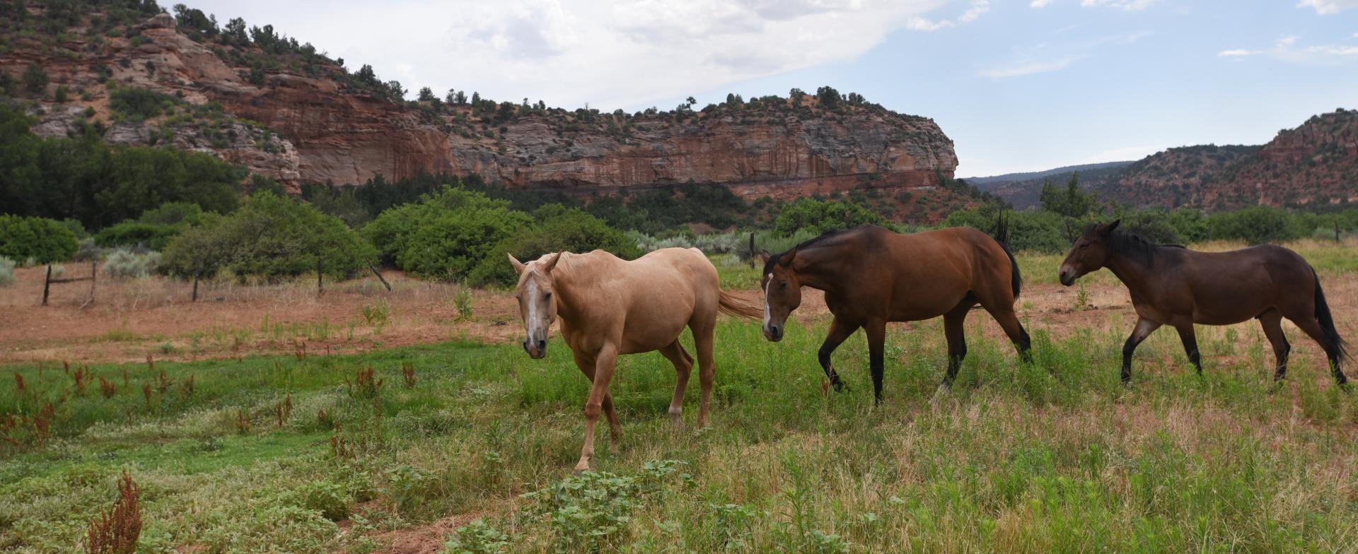 Three horses walking in canyon pasture