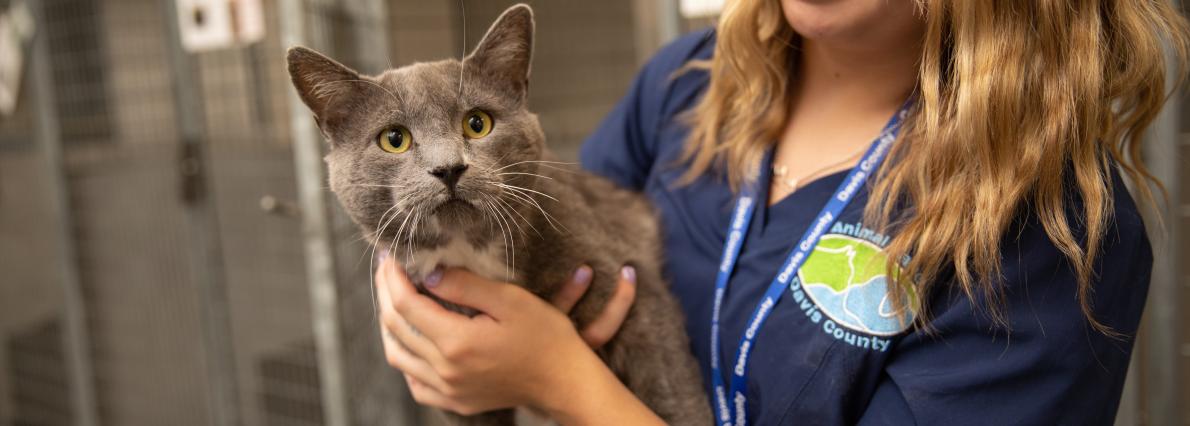 Worker holding gray cat in shelter environment