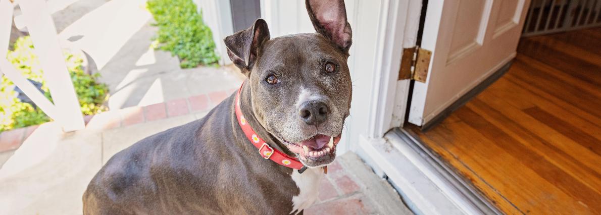 Medium size brown dog entering home