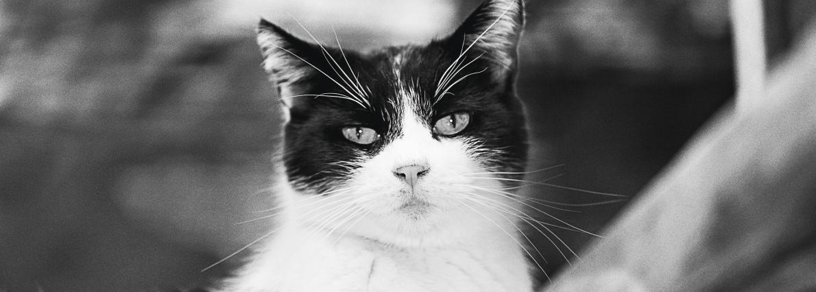 Black and white cat