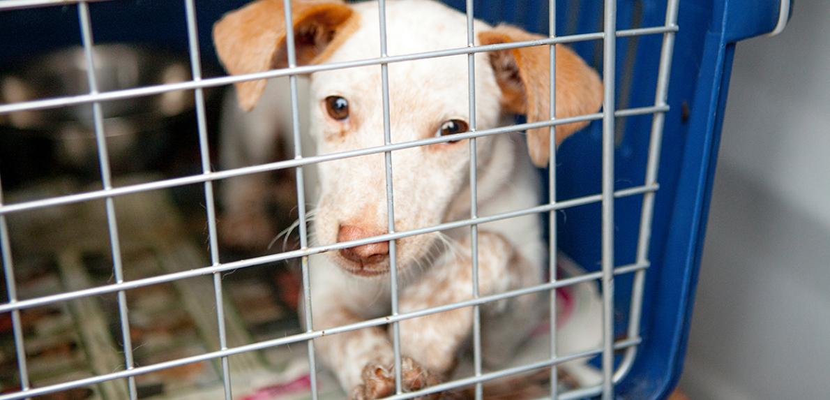 White and brown puppy in a carrier