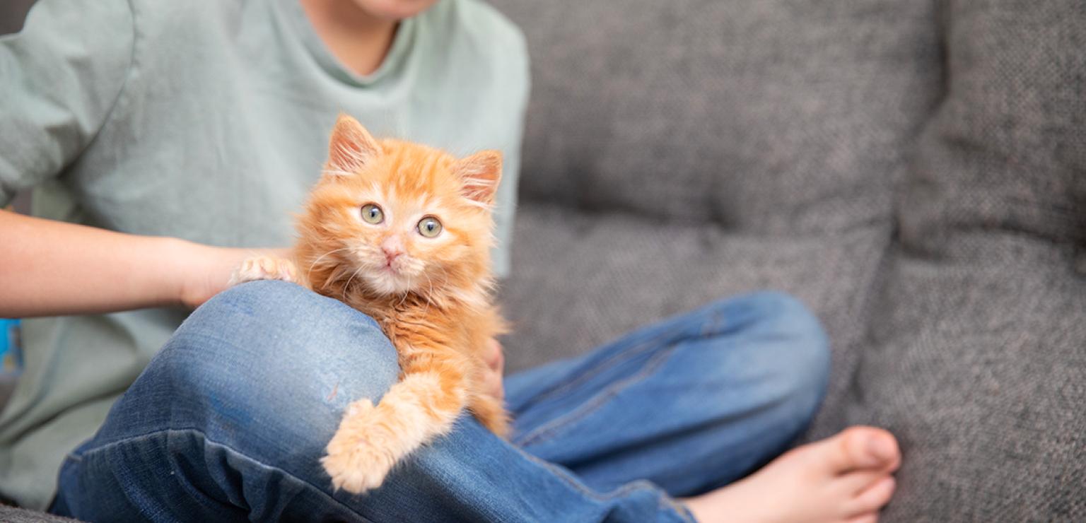 Person sitting cross-legged on a couch with an orange kitten in his lap