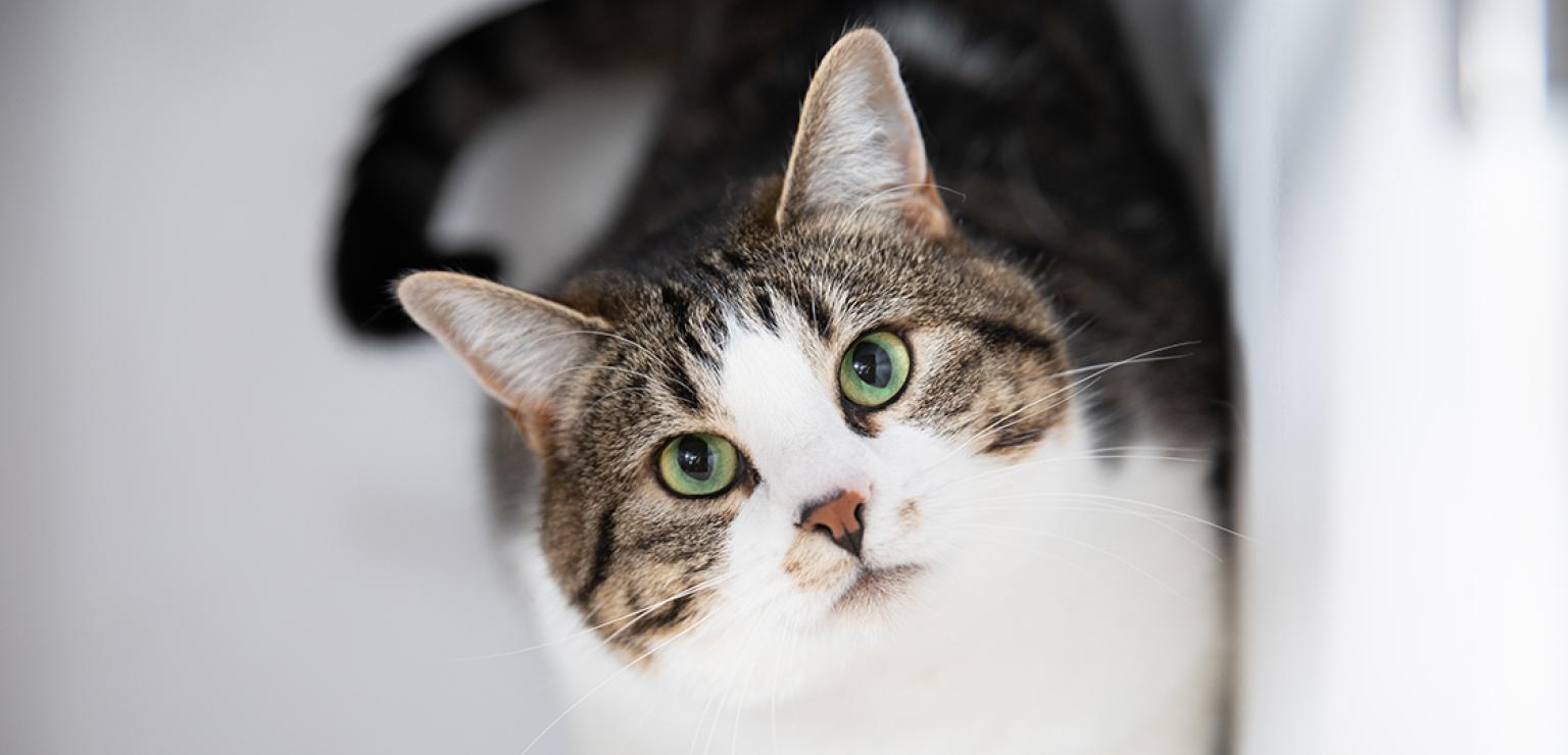 Tabby and white cat with head slightly tilted
