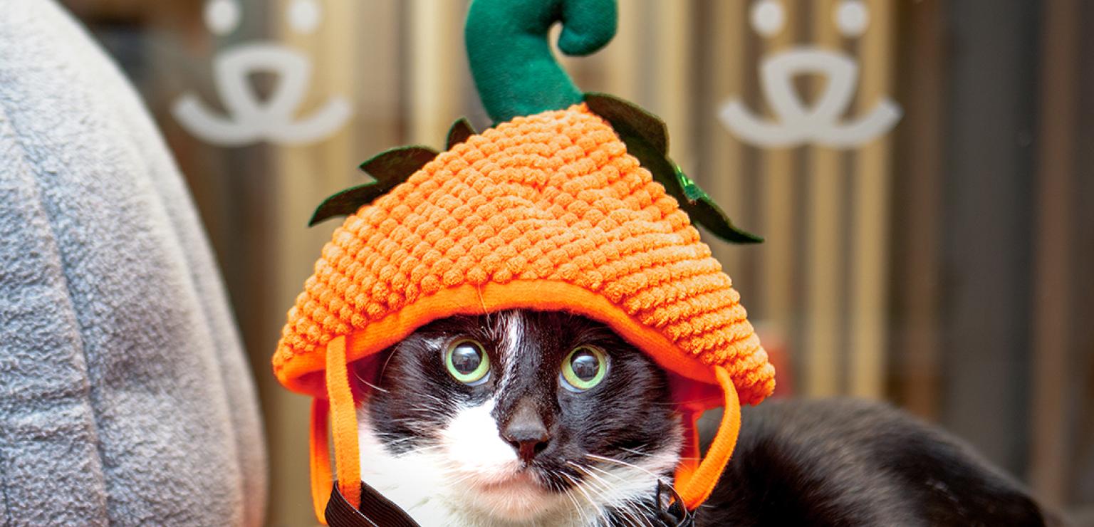 Black and white cat wearing a pumpkin costume on his head