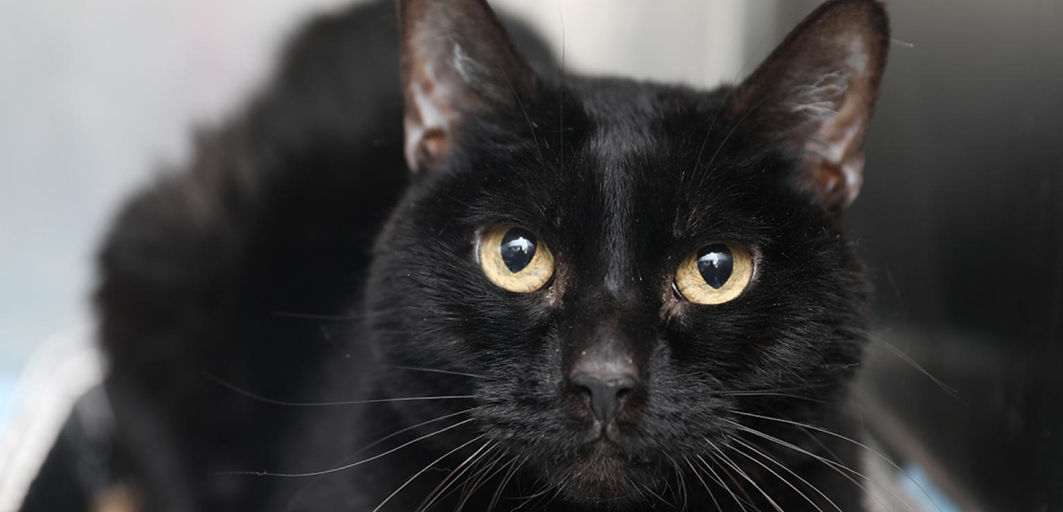 Black cat lying in a kennel