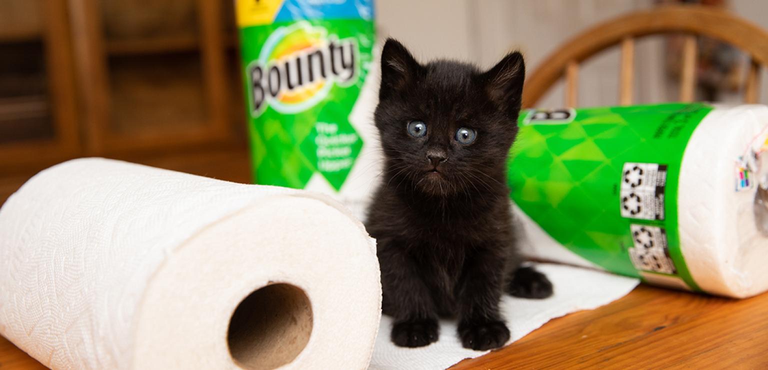 Black kitten sitting on a roll of Bounty paper towels, with other rolls behind him