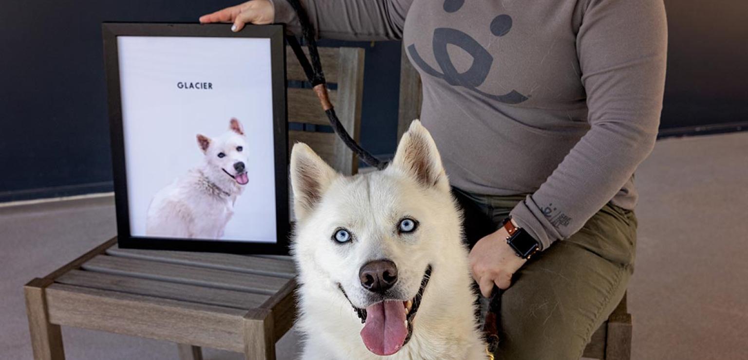 Smiling white dog with a person and photo of the same dog behind him