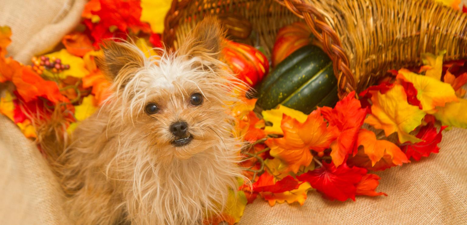 Yorki type dog next to a cornucopia with brightly colored autumn leaves