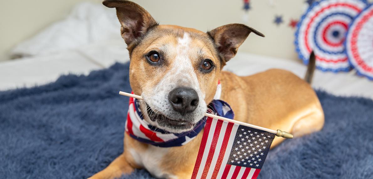 Brown and white dog holding a United States flag in his mouth