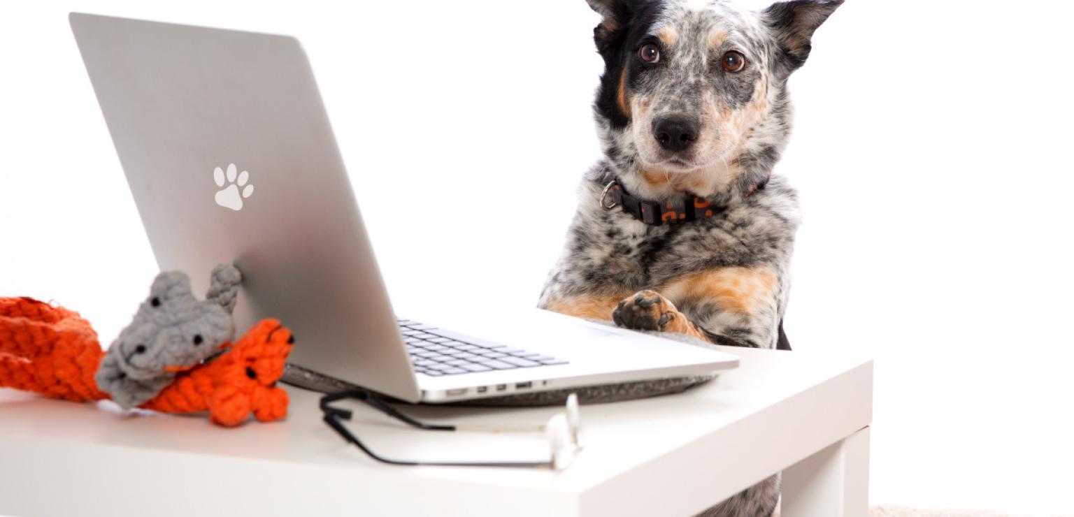 Dog on laptop
