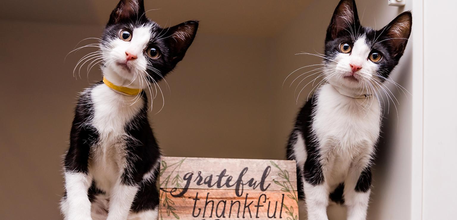 Two black and white kittens sitting next to a sign that says, 'Grateful Thankful'