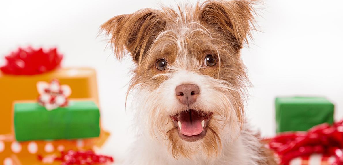 Scruffy terrier dog surrounded by presents