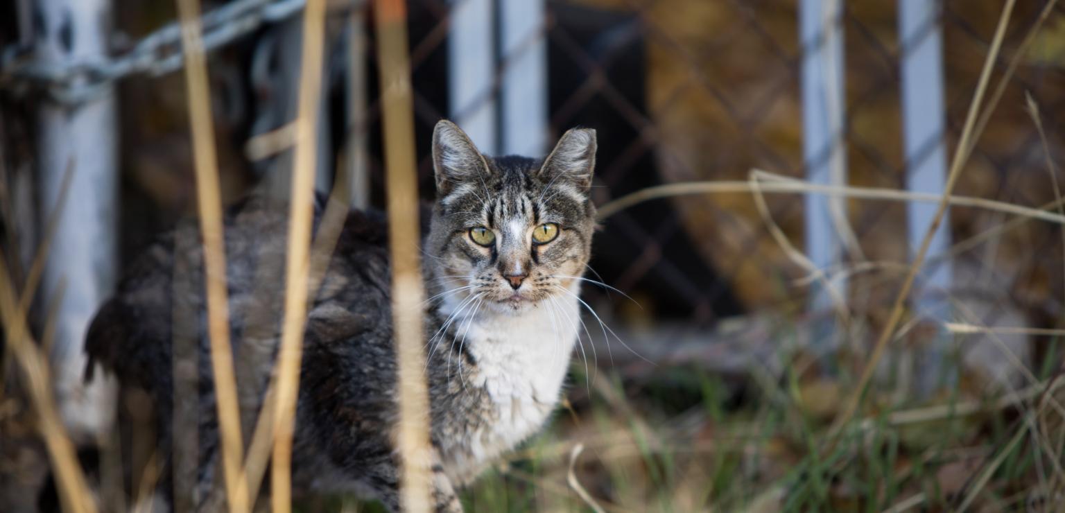 Community cat with ear-tip in front of a chain-link fence