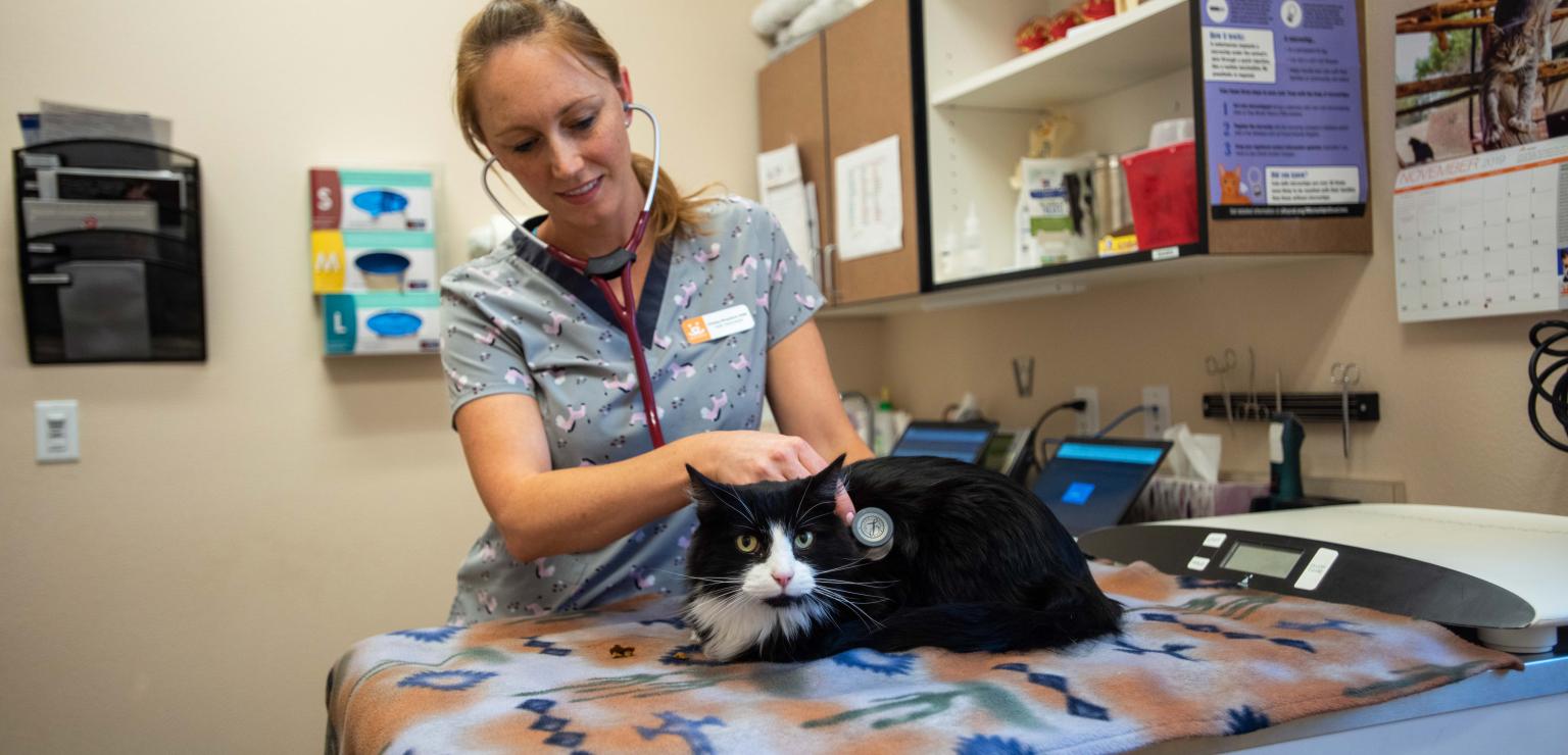 Veterinarian using a stethoscope on a black and white cat