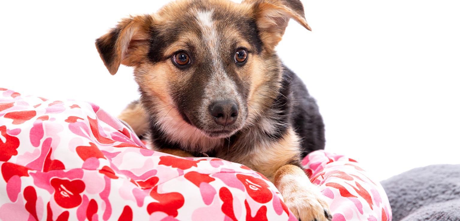 Shepherd type puppy on a heart-covered dog bed
