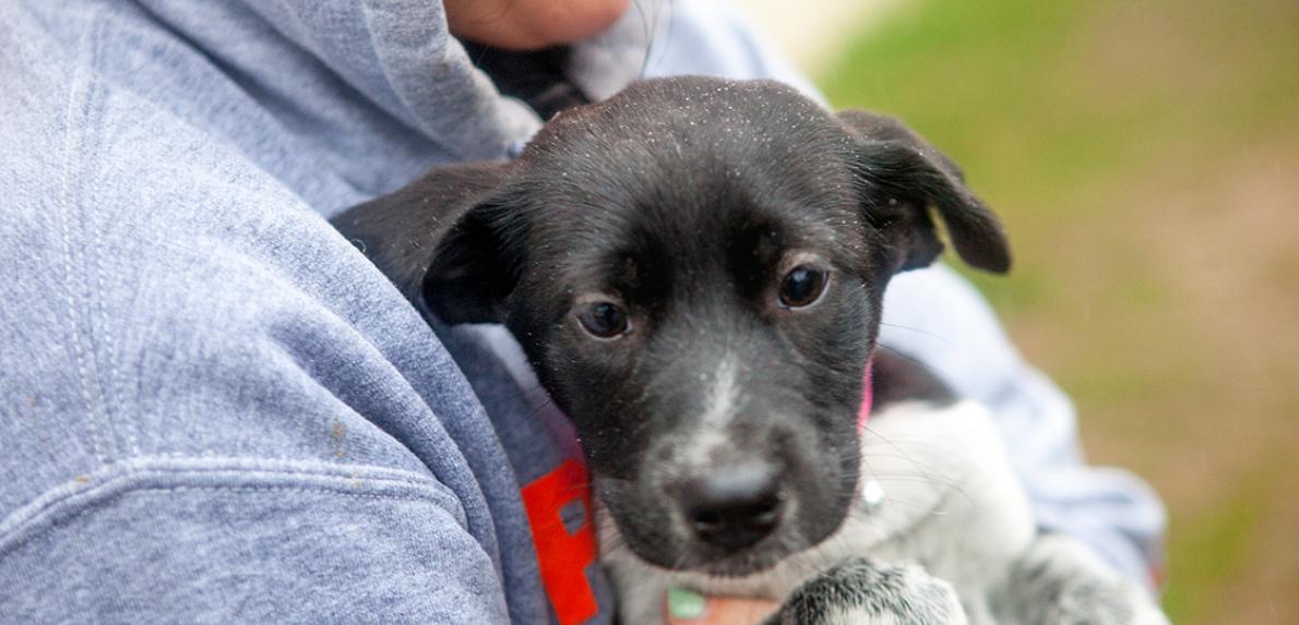 Person holding a black and white puppy