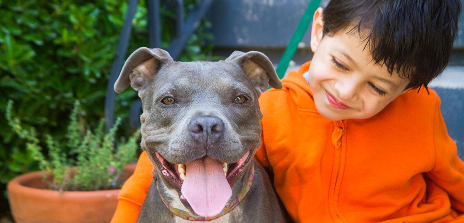 Smiling toddler with arm around a smiling gray pit-bull-type dog