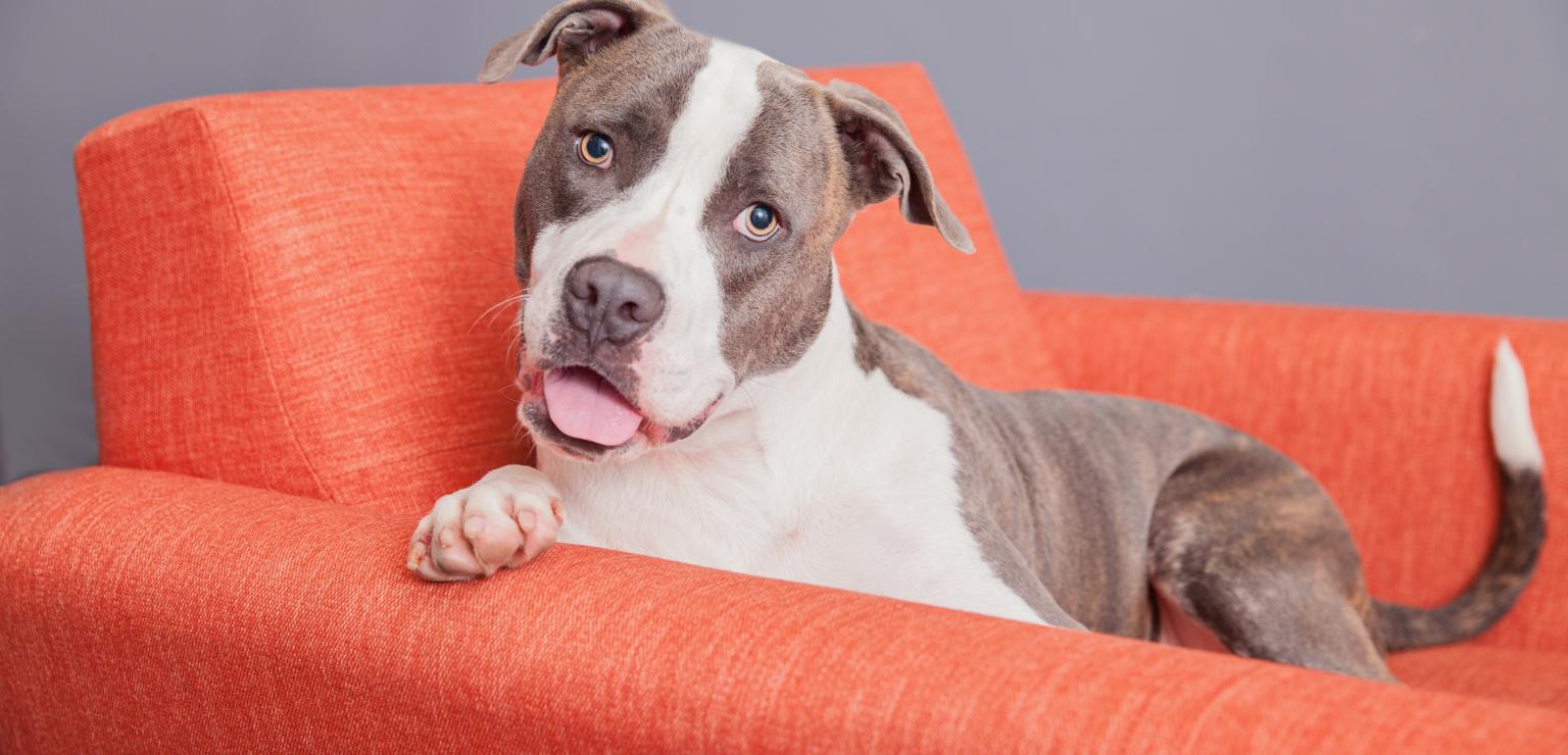 Gray and white pit-bull-type dog lying on an orange chair