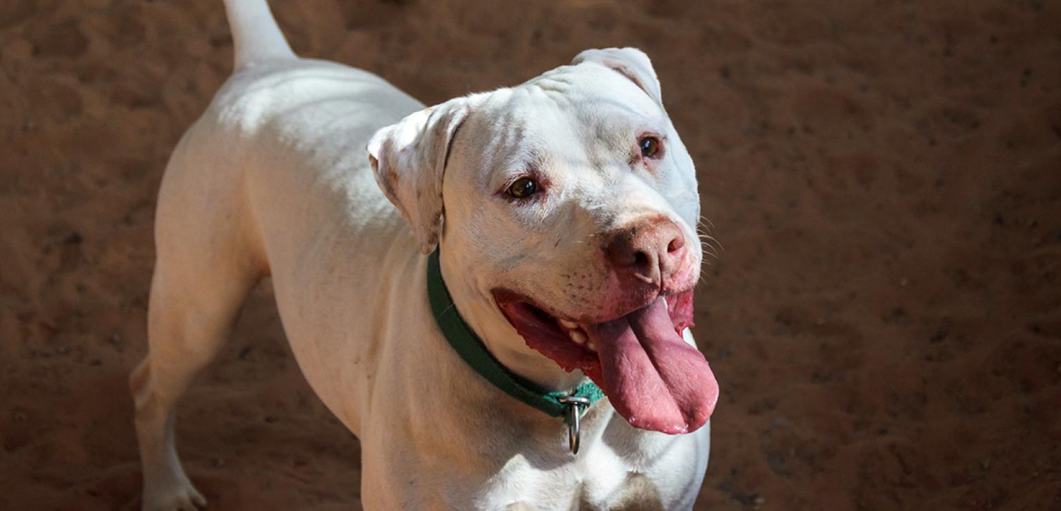 White pit bull terrier with mouth open in a smile and pink tongue out