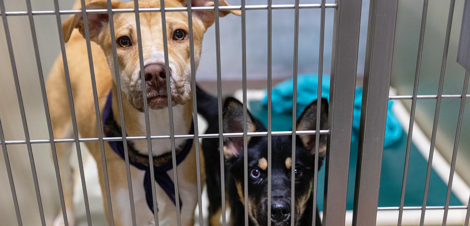 A tan adult dog and black puppy behind the bars in a dog kennel