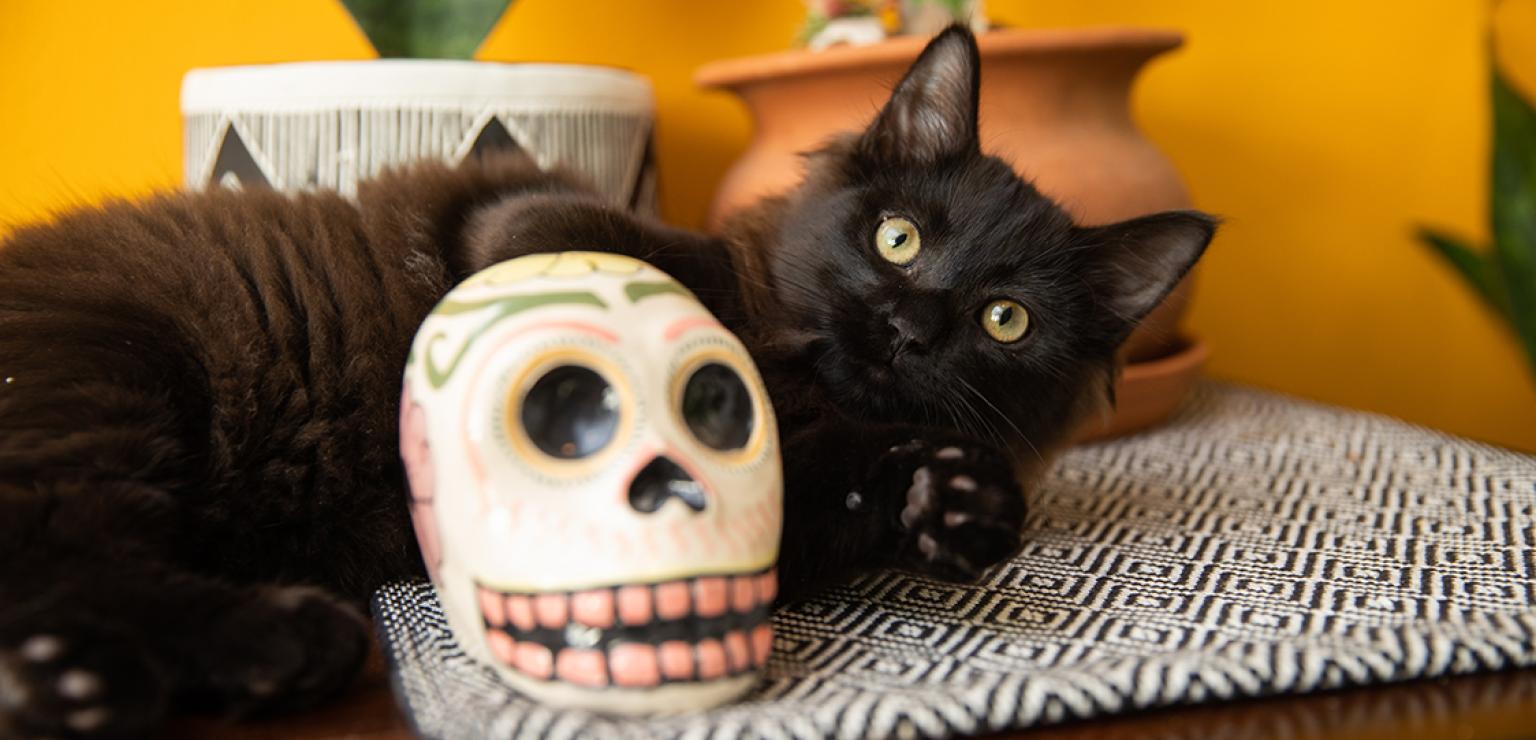 Black kitten lying next to a sugar skull